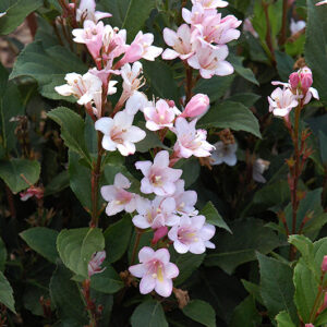 Polka Weigela