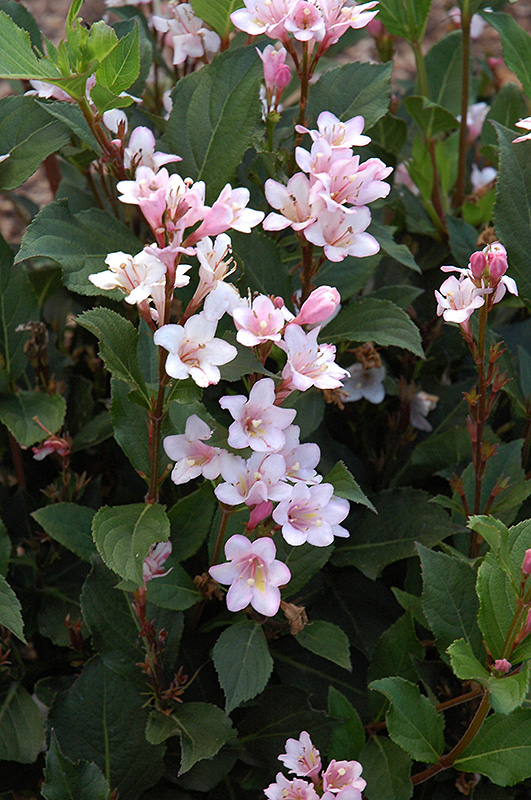 Polka Weigela