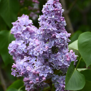 Pres Grevy French Lilac
