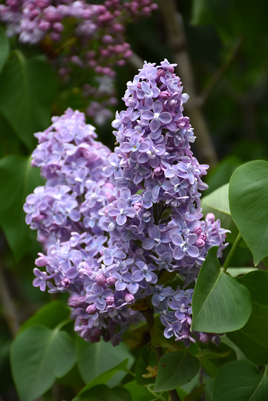 Pres Grevy French Lilac