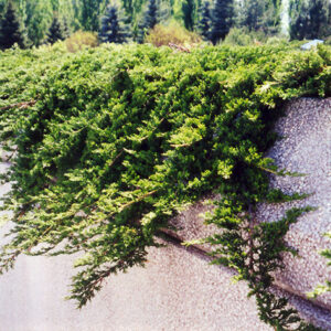 Prince of Wales Juniper