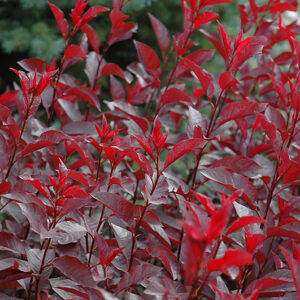 Purple-Leaf Sandcherry