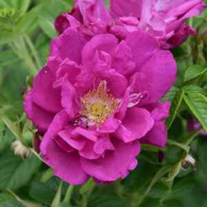 Purple Pavement Rose