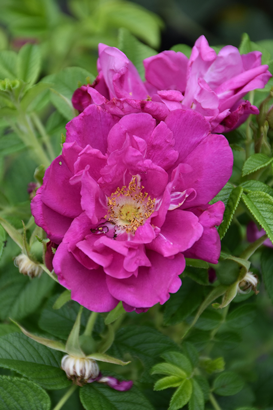 Purple Pavement Rose