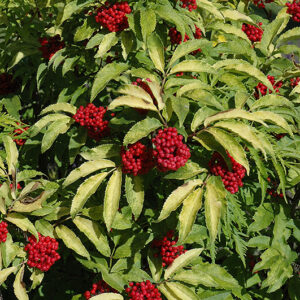 Red Berried Elder