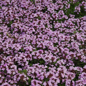 Red Creeping Thyme