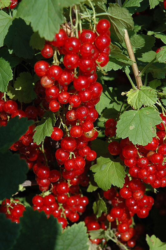 Red Lake Currant