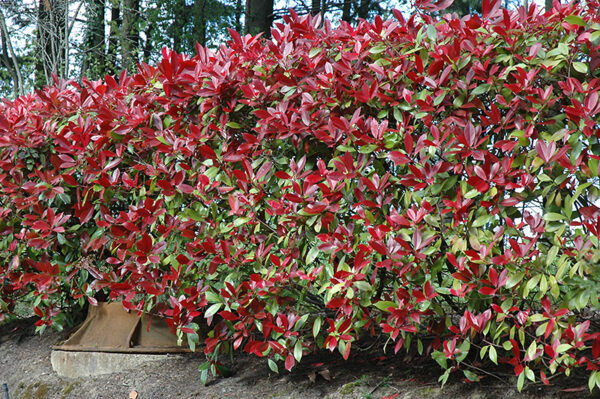 Red Robin Rhs Red Robin – Alberta Tree Farms