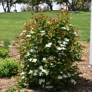 Red Wing Highbush Cranberry