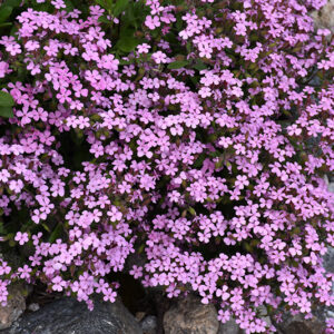 Rock Soapwort