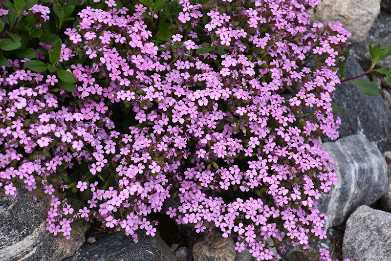 Rock Soapwort