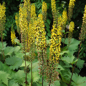 Rocket Ligularia