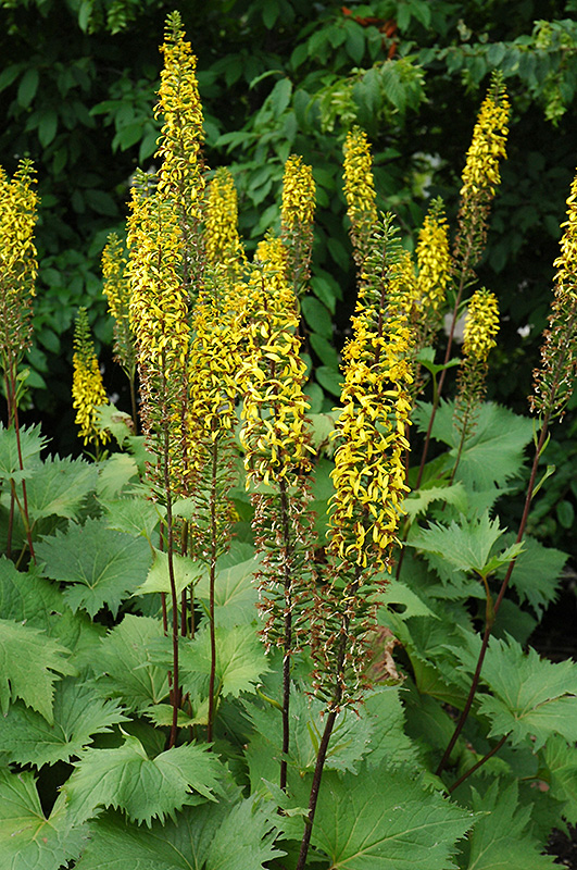Rocket Ligularia