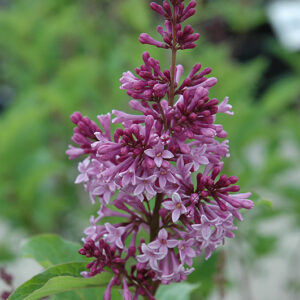 Royalty Preston Lilac