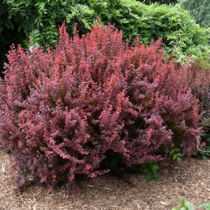 Ruby Carousel Barberry