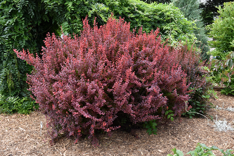 Ruby Carousel Barberry