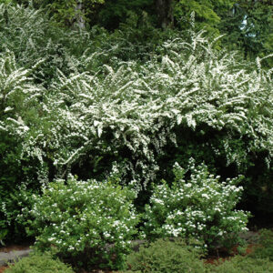 Snowmound Spirea
