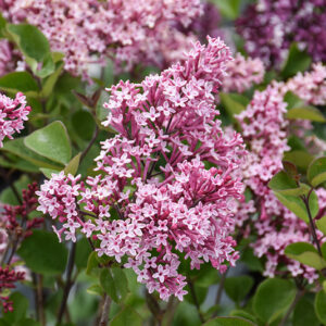 Tinkerbelle Lilac