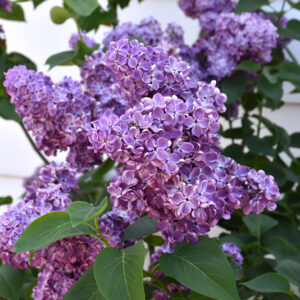 Virtual Violet Lilac