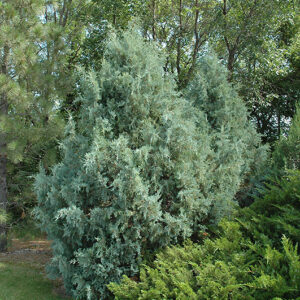 Wichita Blue Juniper