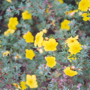 Yellow Gem Potentilla