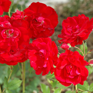 Adelaide Hoodless Rose