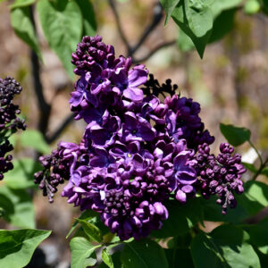 Agincourt Beauty Fr Lilac