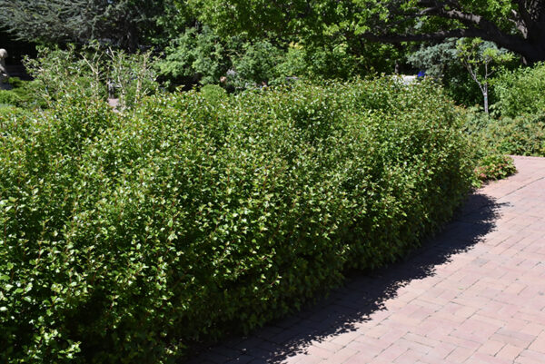 Native Alpine Currant Alpine Currant – Alberta Tree Farms