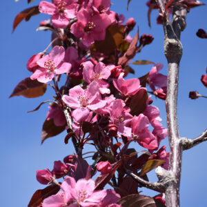 Ambassador Flowering Crab