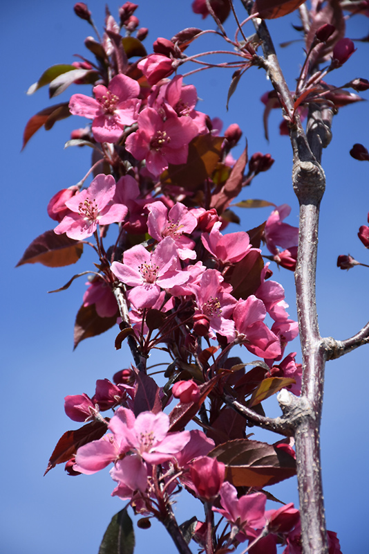 Ambassador Flowering Crab