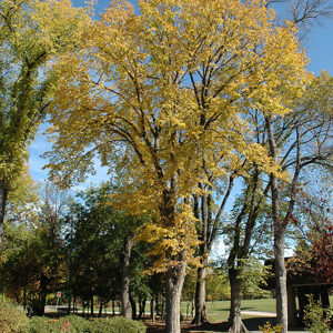 American Elm
