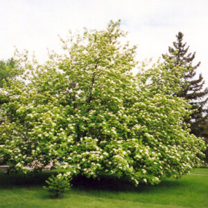 American Mountain Ash