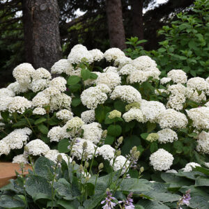 Annabelle Hydrangea