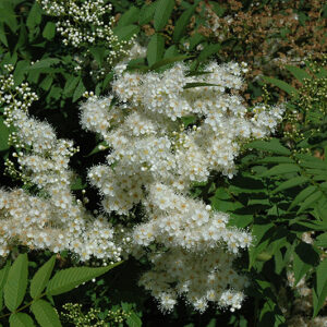 Ashleaf/ False Spirea