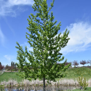 Assiniboine Poplar