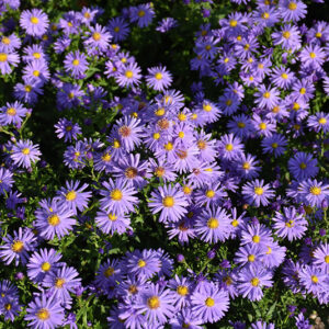 Aster