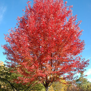 Autumn Blaze Maple Acer
