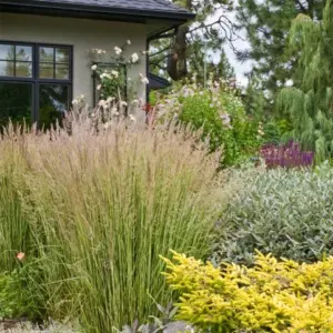 Avalanche Feather Reed Grass