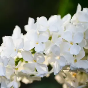 Avalanche French Lilac