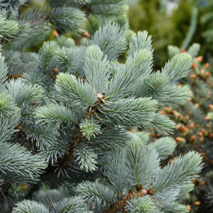 Baby  Blue Spruce