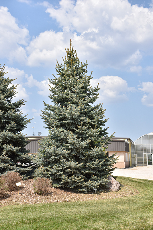 Baby Blue Spruce - Image 2