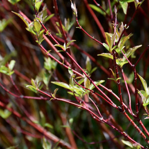 Bailey Red Twig Dogwood