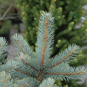 Bakeri Blue Spruce