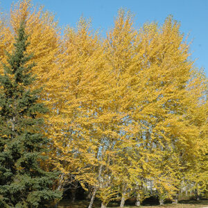 Balsam Poplar