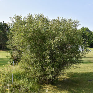 Bebb Or Beaked Willow