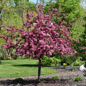 Big River Flowering Crab