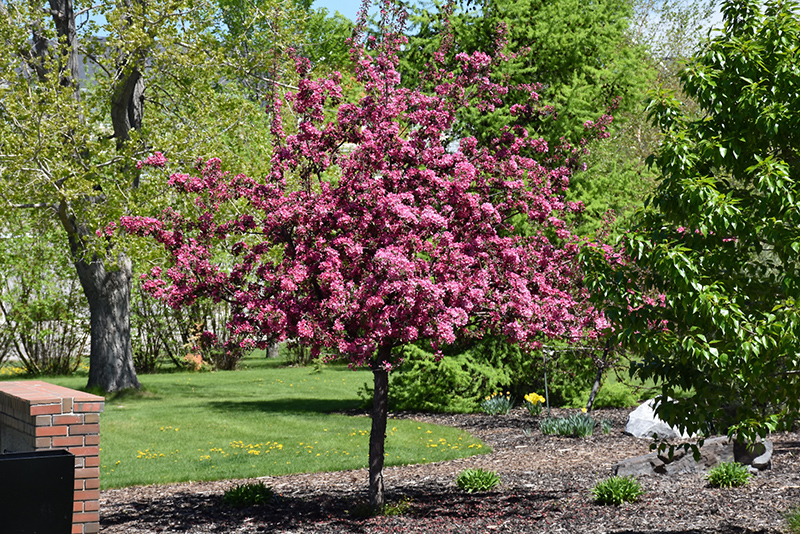 Big River Flowering Crab