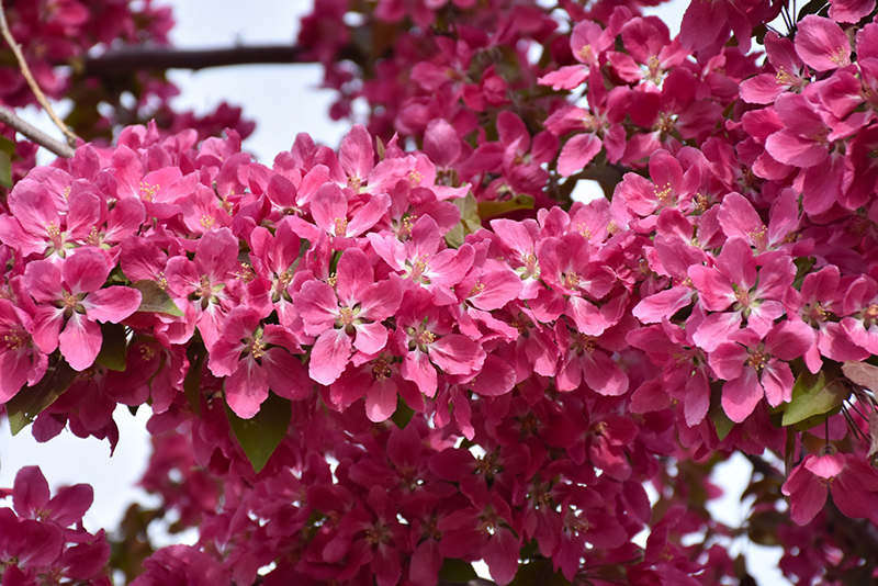 Big River Flowering Crab - Image 2