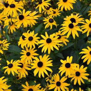 Black-Eyed Susan