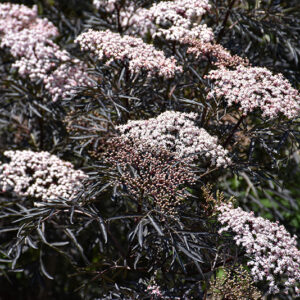 Black Lace Elder